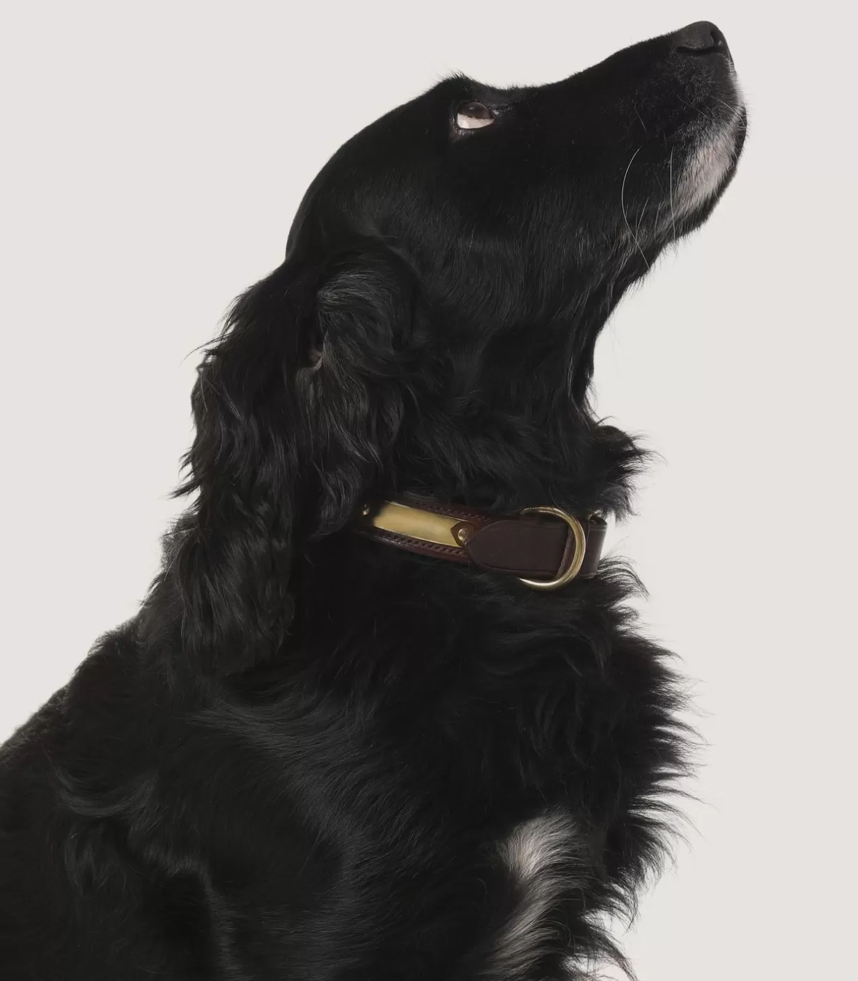 Dog & Falcon Accessories*Purdey Bridle Leather Dog Collar In Brown.